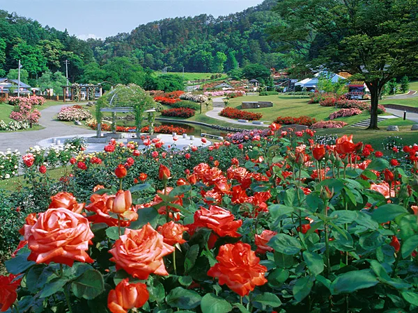 東沢バラ公園